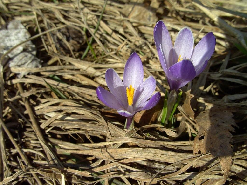 crochi tommasinianus? no, Crocus vernus subsp. albiflorus